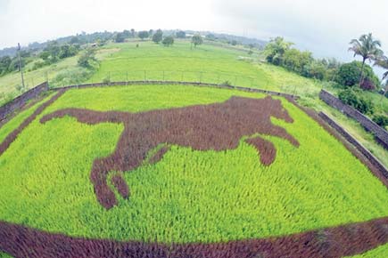 Art or food? Black panther captivates visitors on this Pune farm