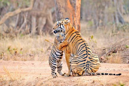 Tadoba tigress and cub all set to ride Nagpur metro