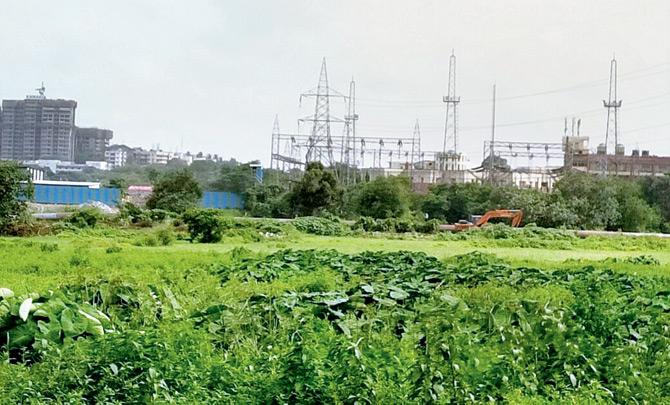 Inclusion of Aarey Colony in tree census has added five lakh trees to the city. File Pic