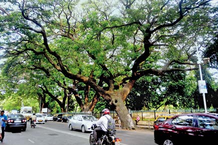 Mumbai: BMC to act tough against cutting of trees for Holi