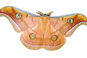 Mumbai-based environmentalist pens guide describing 700 species of moths