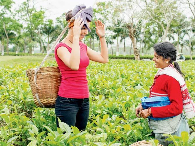 Todd picked up lessons in tea plucking from Jorhat