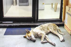 Cash shortfall in system at Rs 70k crore, says SBI research