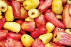 Travel: Go cashew apple picking at a farmhouse near Mumbai