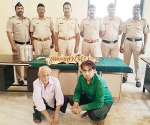 Police nab duo with seize tiger skin, Forest Department says its fake