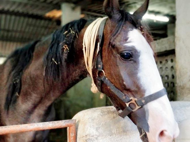 One of the horses at the halt in Charoti