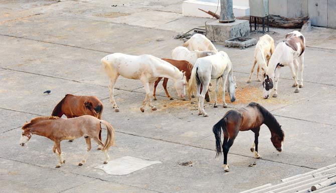 The horses at the shed allegedly have bleeding eyes, are subjected to ill treatment and left starving. Pic/Satej Shinde