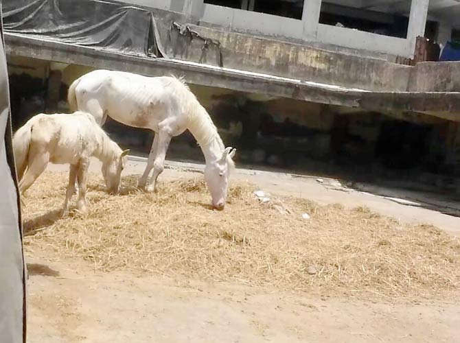 The horses are given dry food and warm water at the shed and aren