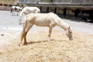 Mumbai: Veterinarian doctors from Turf club tell BMC they will help seized horse