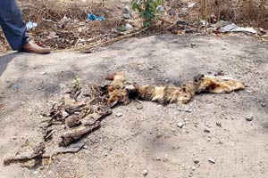 Golden jackal found dead in road accident on Eastern Express Highway