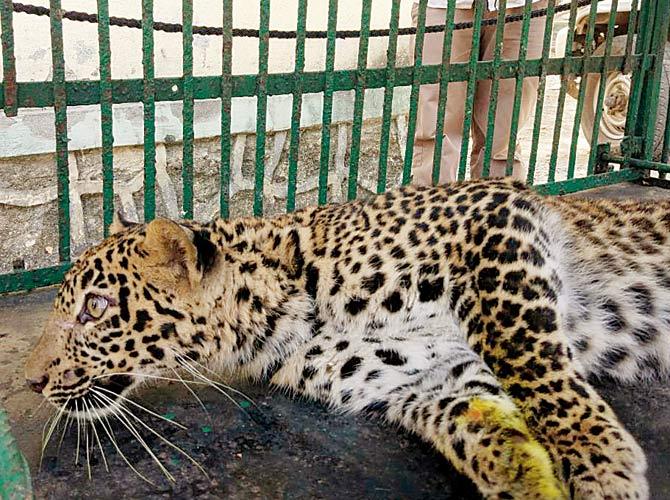 The cub was brought to SGNP after she was injured in a hit-and-run near Nashik