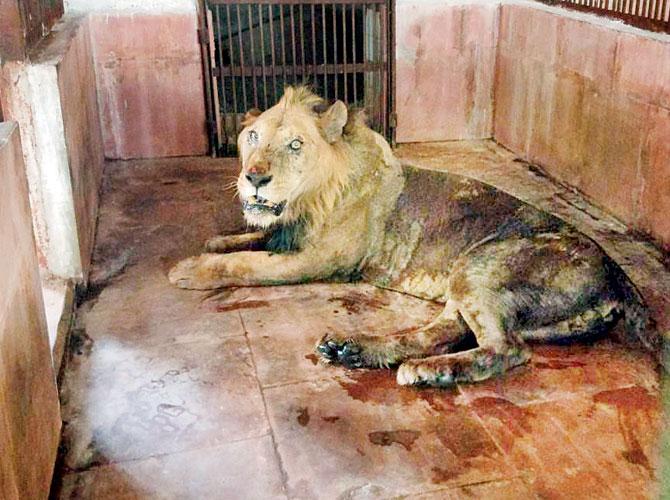 Ravindra along with female lion Shobha were brought to SGNP in 2009 from Banerghatta National Park in Bangalore