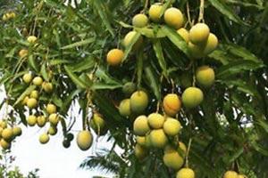 Weekend Getaway - Savour mouth-watering mangoes in Ratnagiri!