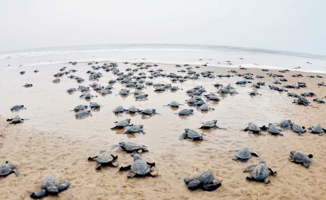 The Olive Ridley hatchlings at Versova beach last month. File pic