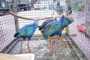 Mumbai Crime: Pet shop raided for illegal sale of exotic birds