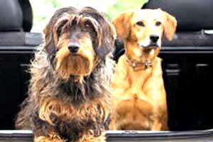 Mumbai's Pet Taxi is a dream come true for pet owners