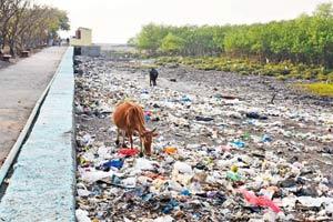 Plastic ban: Industry promises to recycle used plastic, but is it easy to do?
