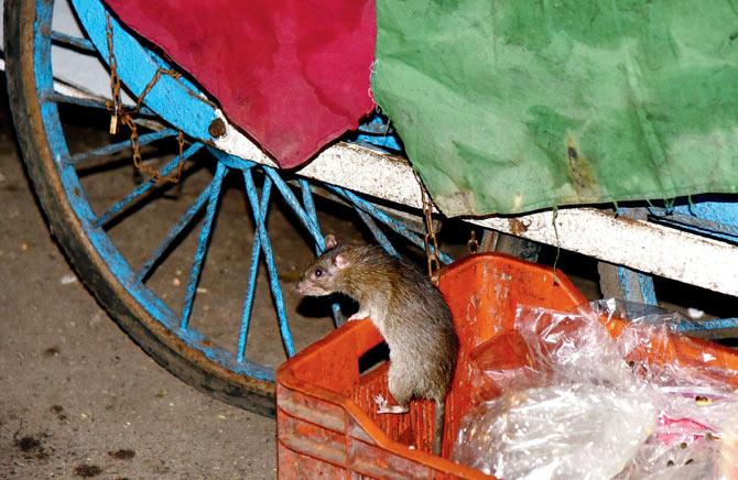 BMC Insecticide Officer Rajan Naringrekar says that rats are picked up from various wards in the city every day and checked to see if they have the plague bacteria. Pic/Suresh karkera