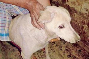 Why aggressive street dogs from Mumbai running loose in Thane? TMC asks BMC