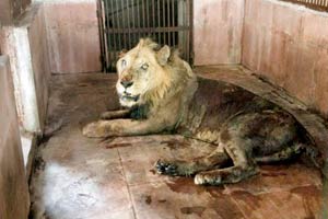 SGNP officials fight to save their oldest lion