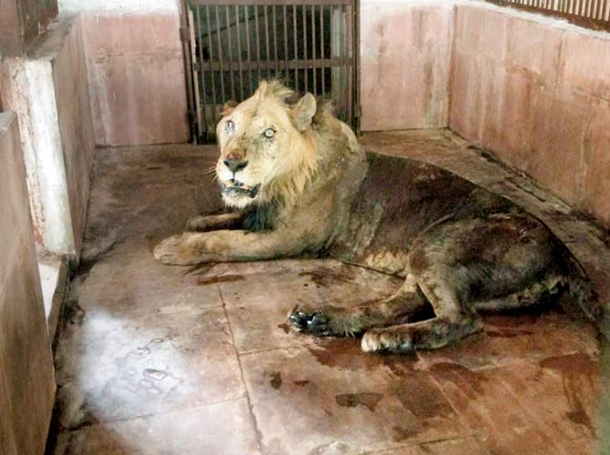 Ravindra, the oldest captive lion in Sanjay Gandhi National Park, is recovering from an infected leg