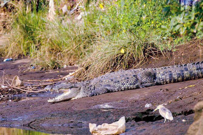 Crocodiles in Savitri river had got bad press, but there haven