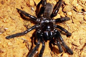 World's oldest known spider dies in Australia