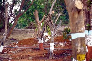 Trees uprooted for Metro find a new home at CSMT