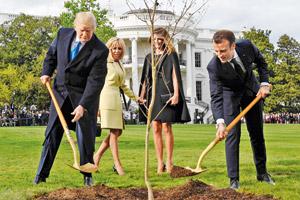 Tree planted by Donald Trump, Emmanuel Macron mysteriously disappears
