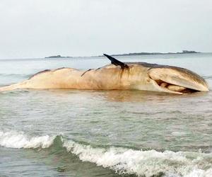42-feet long Bryde's whale's carcass washes ashore at Talashil beach