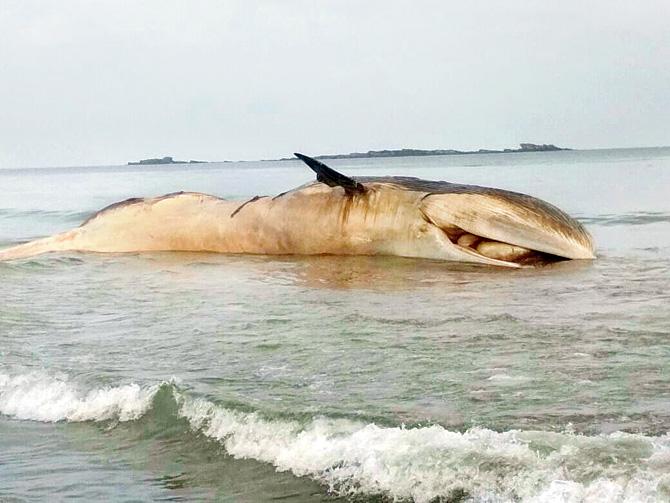 Whale