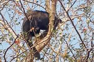 Pune: When dogs put the cat among the thorns