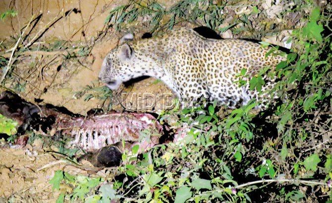 The large male leopard feasting on the remains of a dead buffalo calf. Pics/Ranjeet Jadhav