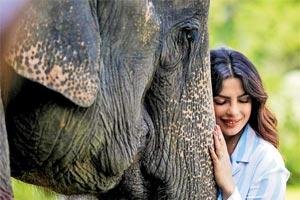 Kaziranga opens its gates for Priyanka Chopra's ad shoot