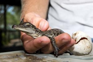 Baby crocodiles emerge from eggs in Bhitarkanika National Park