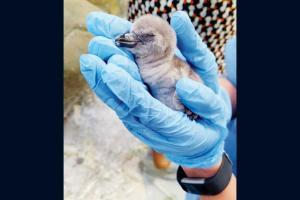 Mumbai: Baby penguin's death puts Byculla zoo in the spotlight