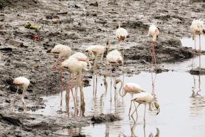Mumbai: Bird lover spots greater flamingoes at Malad creek
