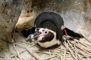 Byculla Zoo welcomes new pair of happy feet