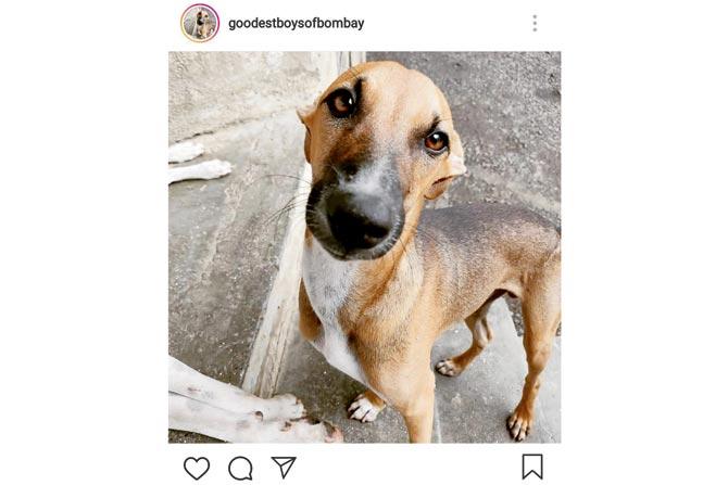Good boy