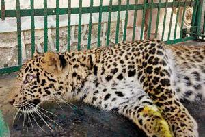 Leopard cub enters home, dozes off beside two children
