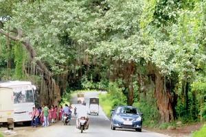 MMRDA drops its tree-chopping plan for Thane road project