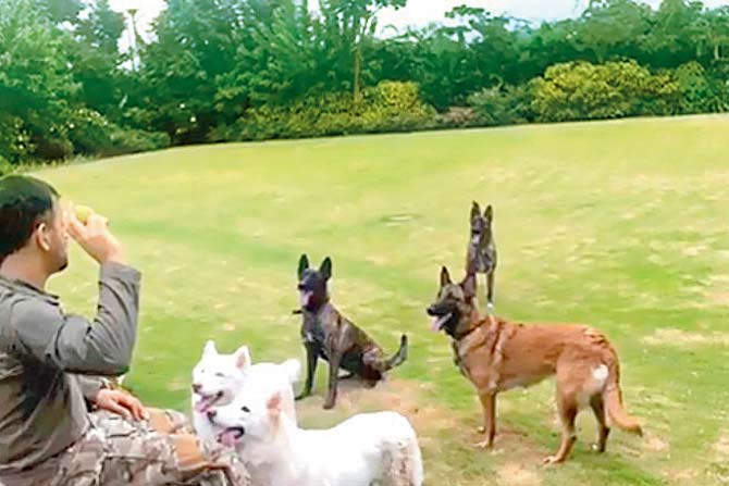 MS Dhoni with his dogs