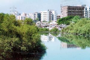 Mumbai: Mangroves Cell to find out root cause of marine deaths