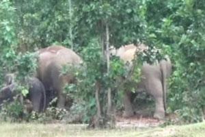 Elephants wreak havoc in Odisha's Mayurbhanj