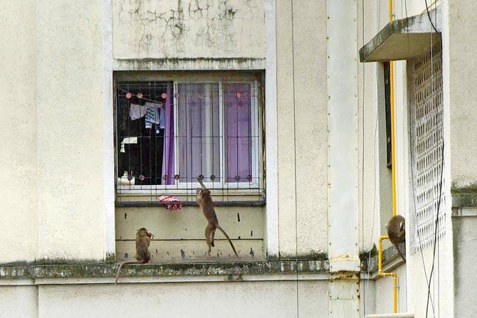 Monkeys prowl around at the police colony in Pratiksha Nagar, Sion, on Tuesday. Pics/Atul Kamble