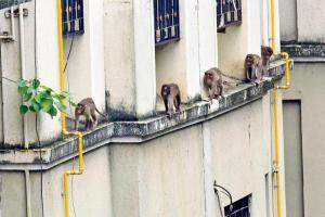 Mumbai: Gang of monkeys create havoc in Sion police colony