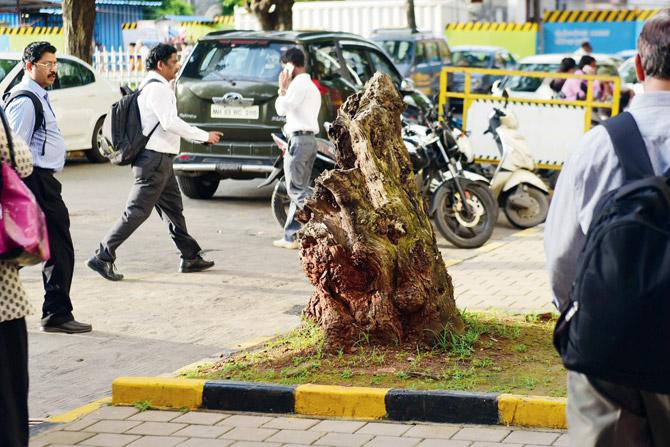 There were four trees outside the showroom, of which one was cut, while the rest have allegedly been poisoned. Pics/Bipin Kokate