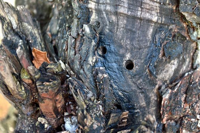 Activists say holes have been drilled into the trees to poison them