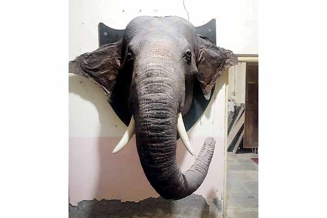 Taxidermy of the elephant