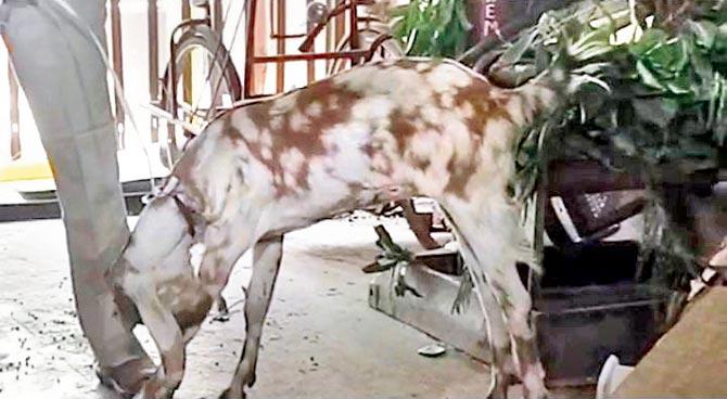 Basanti the goat